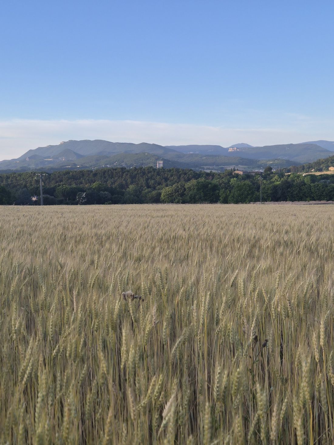 Champ de blé avec les collines de la Drôme en arrière-plan