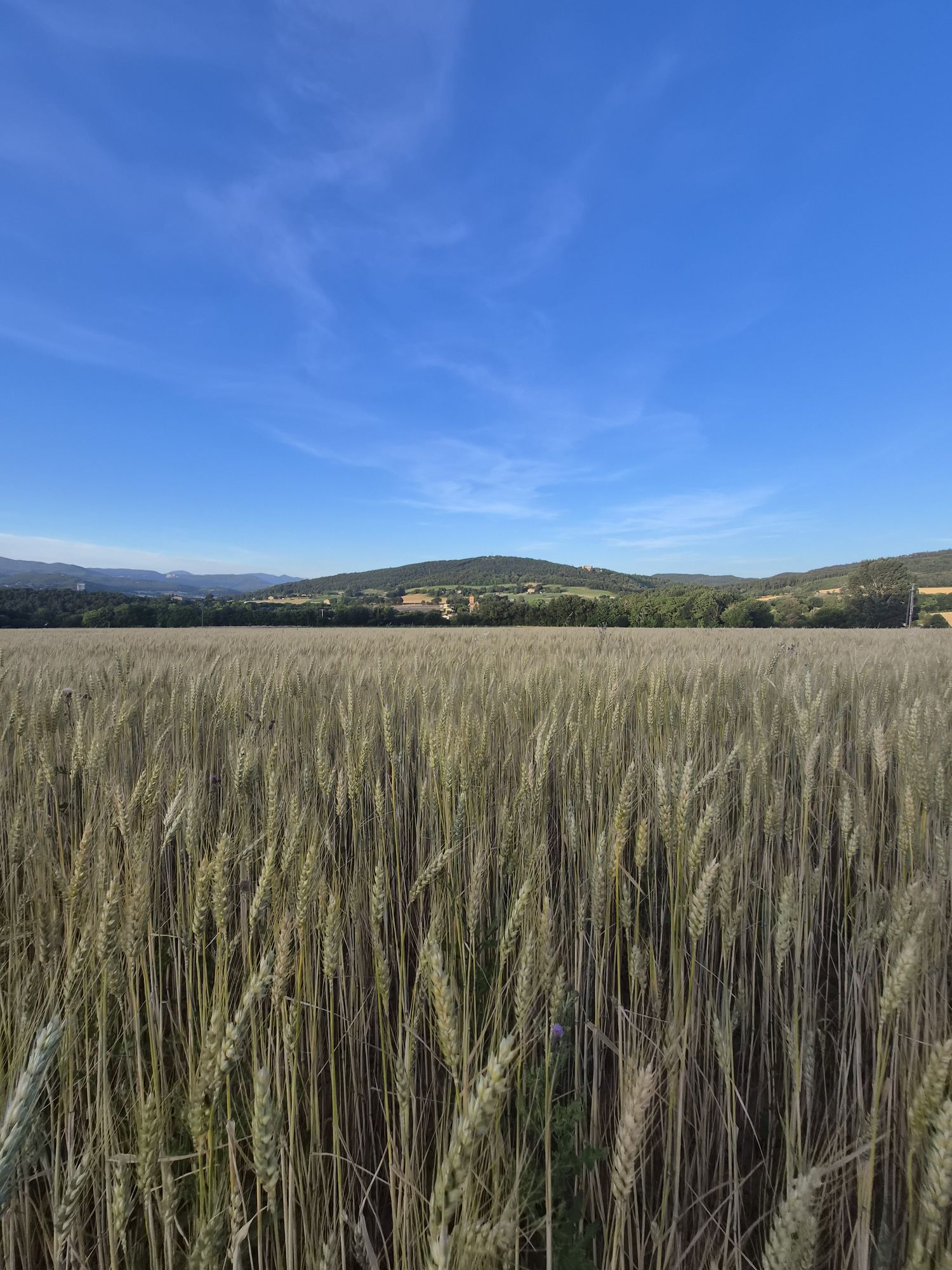 Vue sur les champs de blé et les collines de la Drôme Provençale depuis le gîte Les Trois Vues